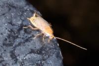 Planuncus vinzi