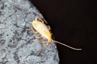 Planuncus vinzi