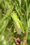Mecostethus parapleurus parapleurus