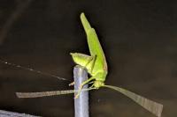 Phaneroptera nana