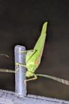 Phaneroptera nana