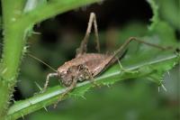 Pholidoptera griseoaptera
