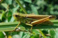Stethophyma grossum