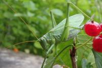 Tettigonia cantans