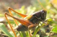 Metrioptera saussuriana