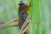 Metrioptera brachyptera