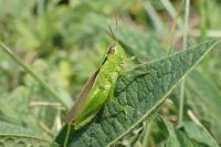 Mecostethus parapleurus parapleurus