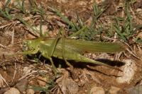 Tettigonia viridissima