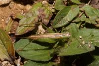 Conocephalus fuscus fuscus