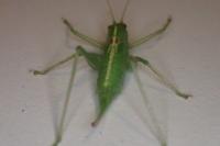 Meconema meridionale