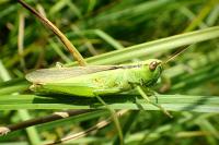 Mecostethus parapleurus parapleurus