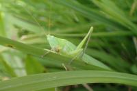 Ruspolia nitidula