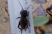 Gryllus campestris