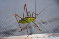 Leptophyes punctatissima