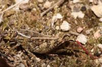 Calliptamus italicus