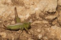 Bicolorana bicolor