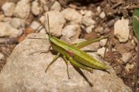 Euthystira brachyptera brachyptera