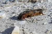 Gryllotalpa gryllotalpa