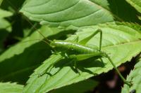 Tettigonia cantans