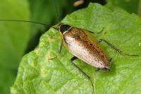 Ectobius sylvestris