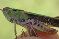 Stenobothrus lineatus lineatus
