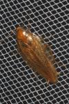 Ectobius vittiventris
