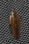 Ectobius sylvestris