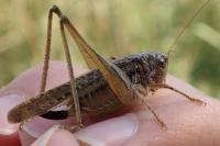 Platycleis albopunctata albopunctata