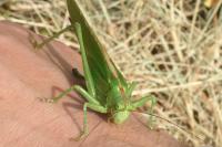 Tettigonia viridissima