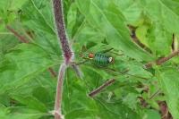 Barbitistes serricauda