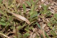 Oecanthus pellucens pellucens