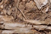 Oecanthus pellucens pellucens