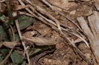 Oecanthus pellucens pellucens