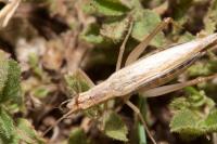 Oecanthus pellucens pellucens