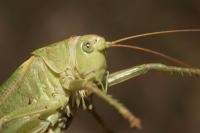 Tettigonia viridissima
