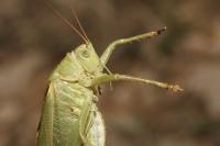 Tettigonia viridissima