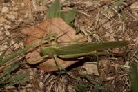 Tettigonia viridissima