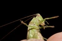 Conocephalus fuscus fuscus