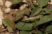 Conocephalus fuscus fuscus
