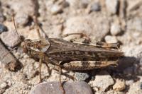 Calliptamus italicus