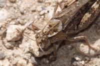 Calliptamus italicus