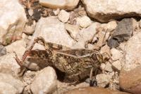 Calliptamus italicus