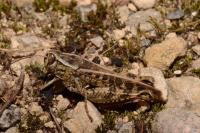 Calliptamus italicus