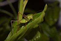 Leptophyes punctatissima