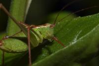 Leptophyes punctatissima