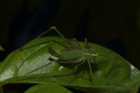 Leptophyes punctatissima