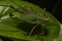 Leptophyes punctatissima