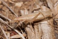 Oecanthus pellucens pellucens