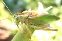 Tettigonia cantans