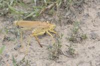 Tettigonia viridissima